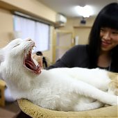 «Cat cafe» — как японцы совмещают кофе и кошек (ФОТО)