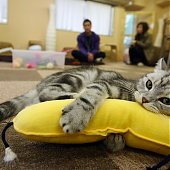 «Cat cafe» — как японцы совмещают кофе и кошек (ФОТО)
