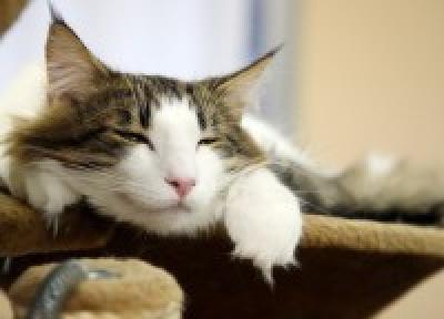 «Cat cafe» — как японцы совмещают кофе и кошек (ФОТО) «Cat cafe» — как японцы совмещают кофе и кошек (ФОТО)