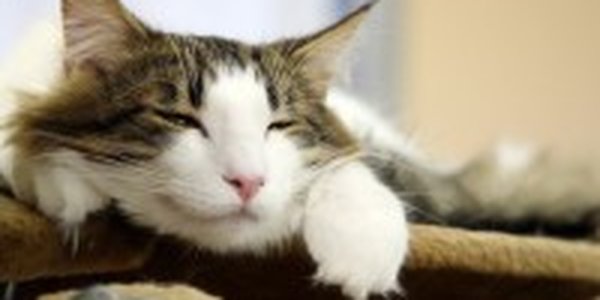 «Cat cafe» — как японцы совмещают кофе и кошек (ФОТО)