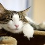 «Cat cafe» — как японцы совмещают кофе и кошек (ФОТО)