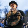 Ещё шесть недель зимы: сурок Фил увидел свою тень
