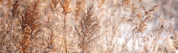 Снег пройдёт в южной половине Приморья в среду