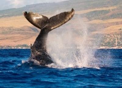 WWF призывает инвесторов Sakhalin Energy защитить китов
