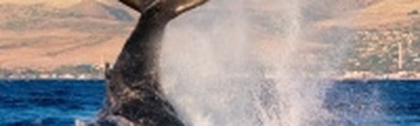 WWF призывает инвесторов Sakhalin Energy защитить китов