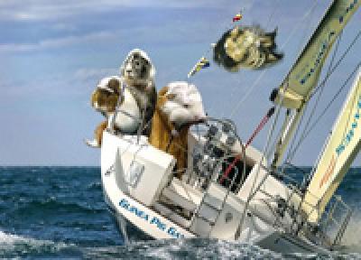 Олимпийский календарь морских свинок