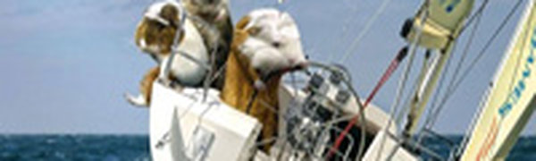 Олимпийский календарь морских свинок