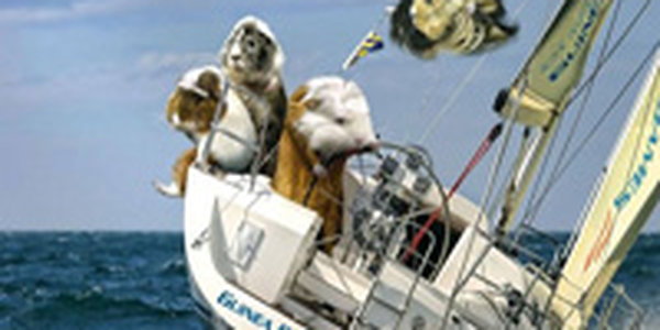 Олимпийский календарь морских свинок