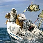 Олимпийский календарь морских свинок