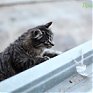 Весеннее настроение: Мартовские коты!