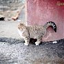 Весеннее настроение: Мартовские коты!
