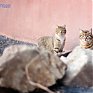 Весеннее настроение: Мартовские коты!