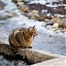 Весеннее настроение: Мартовские коты!