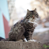 Весеннее настроение: Мартовские коты!