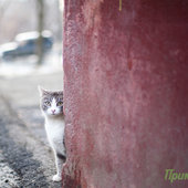 Весеннее настроение: Мартовские коты!