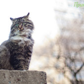 Весеннее настроение: Мартовские коты!