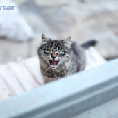 Весеннее настроение: Мартовские коты!