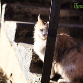 Весеннее настроение: Мартовские коты!