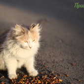 Весеннее настроение: Мартовские коты!