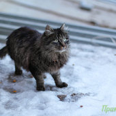 Весеннее настроение: Мартовские коты!