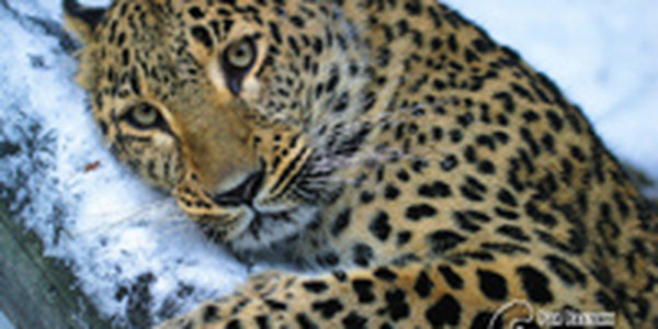 WWF: «Газпром» угрожает дальневосточному леопарду