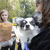 В Москве владельцам собак придется убирать за своими питомцами (ФОТО)