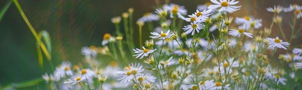 Тёплое бабье лето уходит из Приморья