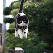 Кошкин дом