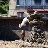 Кошкин дом