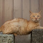 Кошкин дом
