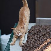 Кошкин дом