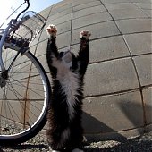 Кошкин дом