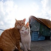 Кошкин дом