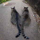 Кошкин дом