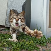 Кошкин дом