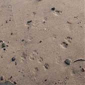 Кошкин дом