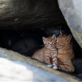 Кошкин дом