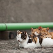 Кошкин дом