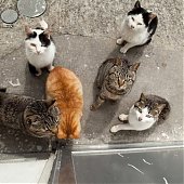 Кошкин дом