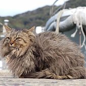 Кошкин дом