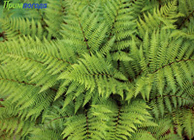 Дождливые выходные в Приморье