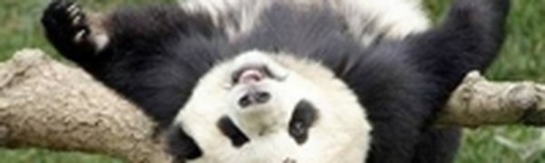 Поднимаем настроение: Панды