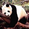 Поднимаем настроение: Панды