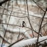 Снег в Приморье прекратится лишь в ночь на 22 января