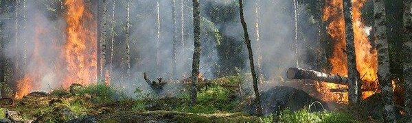 Внимание! 24 — 27 августа высокий класс пожароопасности леса в Чугеевском районе Приморья