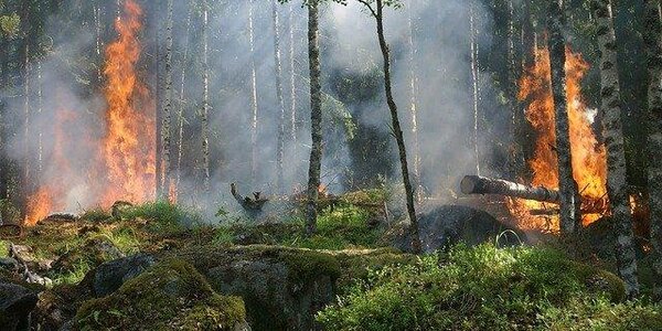 Внимание! 24 — 27 августа высокий класс пожароопасности леса в Чугеевском районе Приморья
