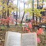 Устройте себе маленькие каникулы в комплексе отдыха «Маяк»!