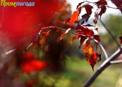 В начале следующей недели в Приморье похолодает