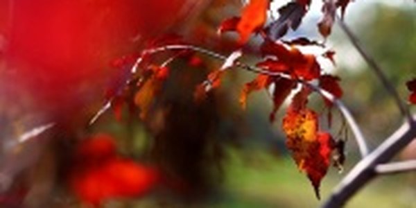 В начале следующей недели в Приморье похолодает