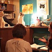 Японское котокафе